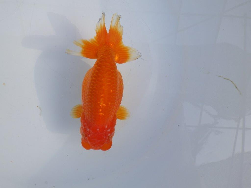 【愛知小早川義幸氏】バランスが良くご鑑賞お勧めの明け二歳らんちゅう約13,5㎝メス？