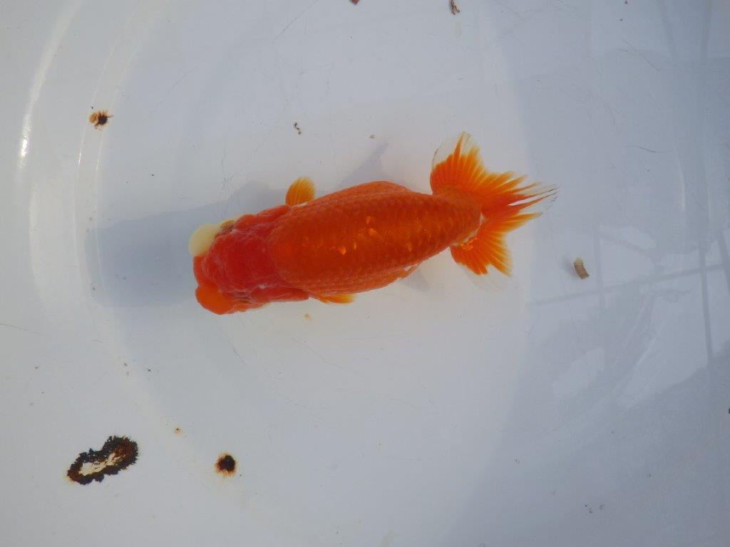 【愛知小早川義幸氏】飼い込みお勧めの更紗明け二歳らんちゅう約14cmメス?