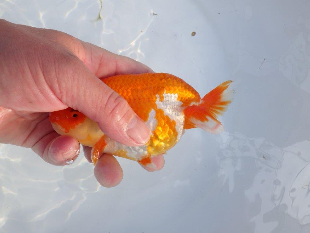 【愛知小早川義幸氏】飼い込みお勧めの更紗明け二歳らんちゅう約14cmメス?