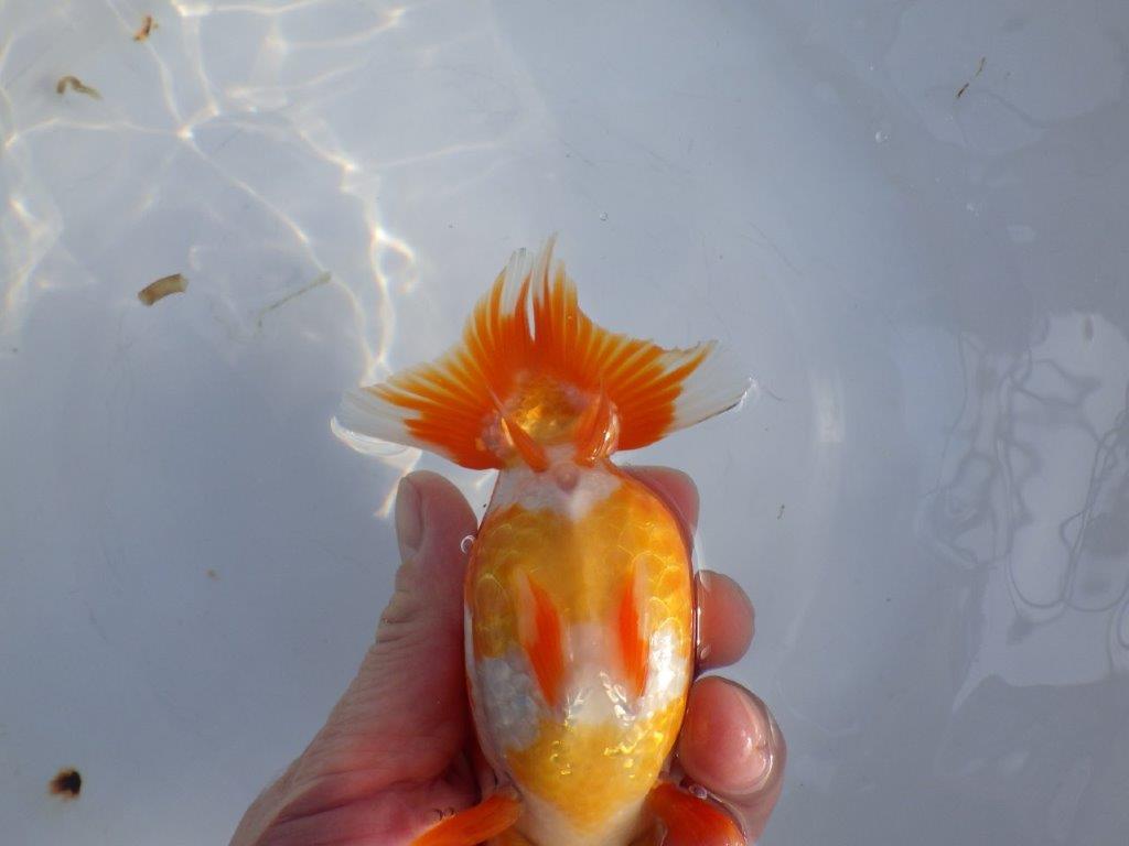 【愛知小早川義幸氏】飼い込みお勧めの更紗明け二歳らんちゅう約14cmメス?