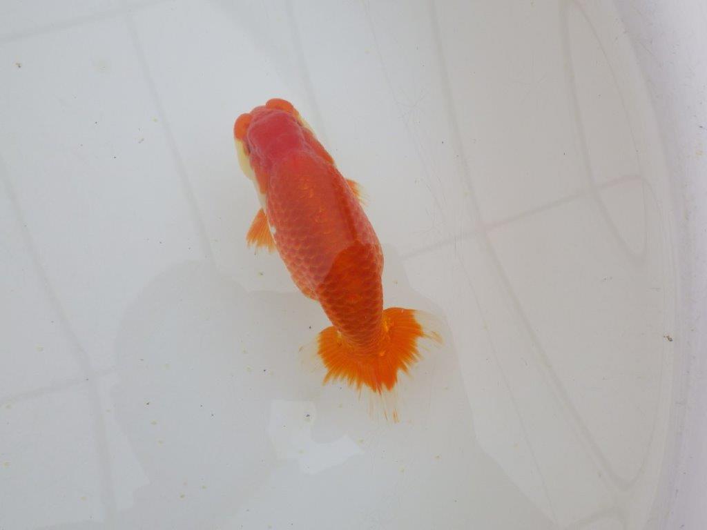 【山田芳人氏】明け二歳らんちゅう 背腰が綺麗で水槽映えする更紗約13㎝オス