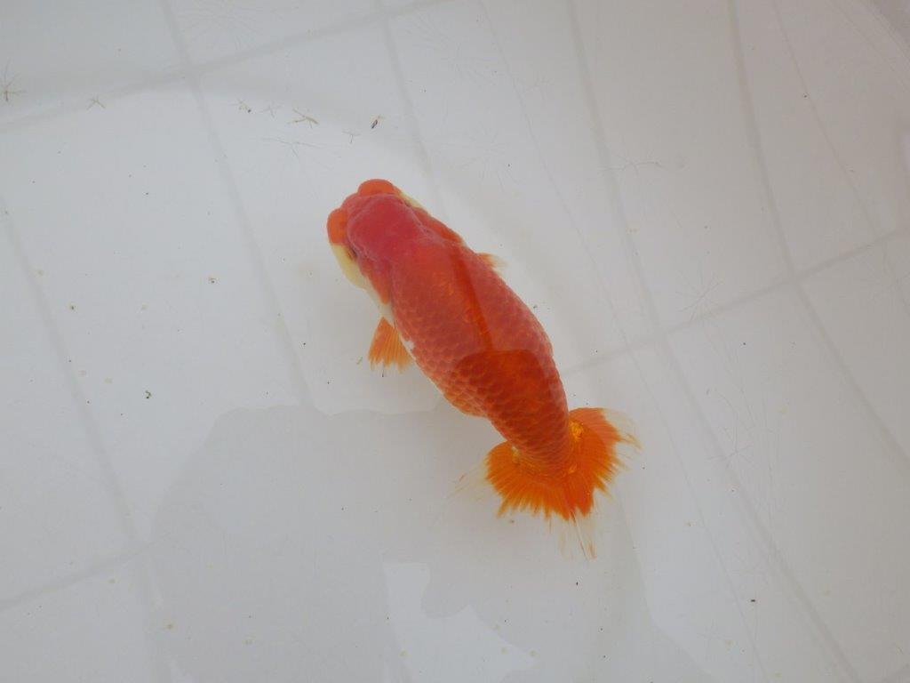 【山田芳人氏】明け二歳らんちゅう 背腰が綺麗で水槽映えする更紗約13㎝オス