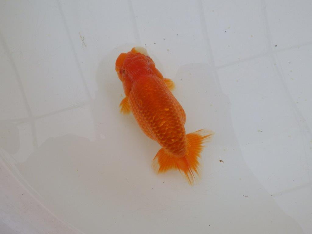 【山田芳人氏】明け二歳らんちゅう オスでこのふと味は種にお勧め 約13㎝ オス