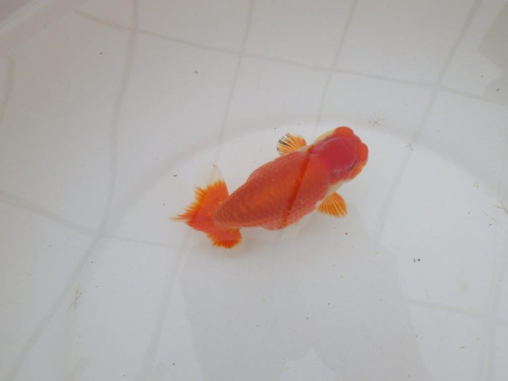 【山田芳人氏】明け二歳らんちゅう 色艶も良く綺麗な更紗でお勧め 約12,5㎝ オス