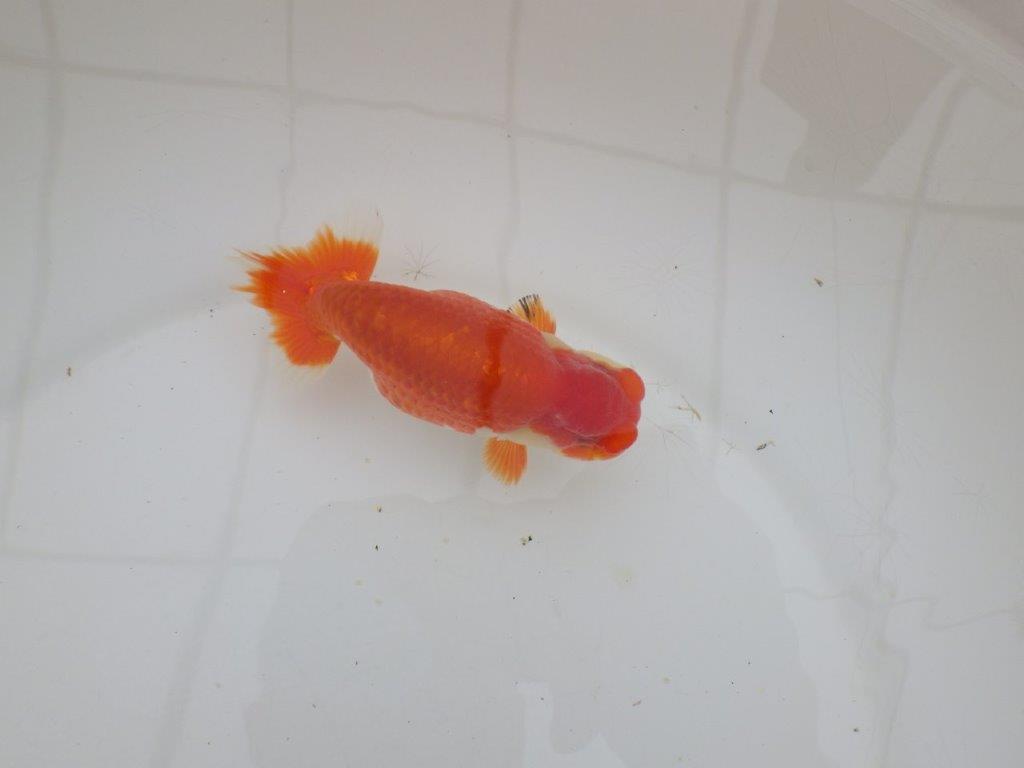 【山田芳人氏】明け二歳らんちゅう 色艶も良く綺麗な更紗でお勧め 約12,5㎝ オス