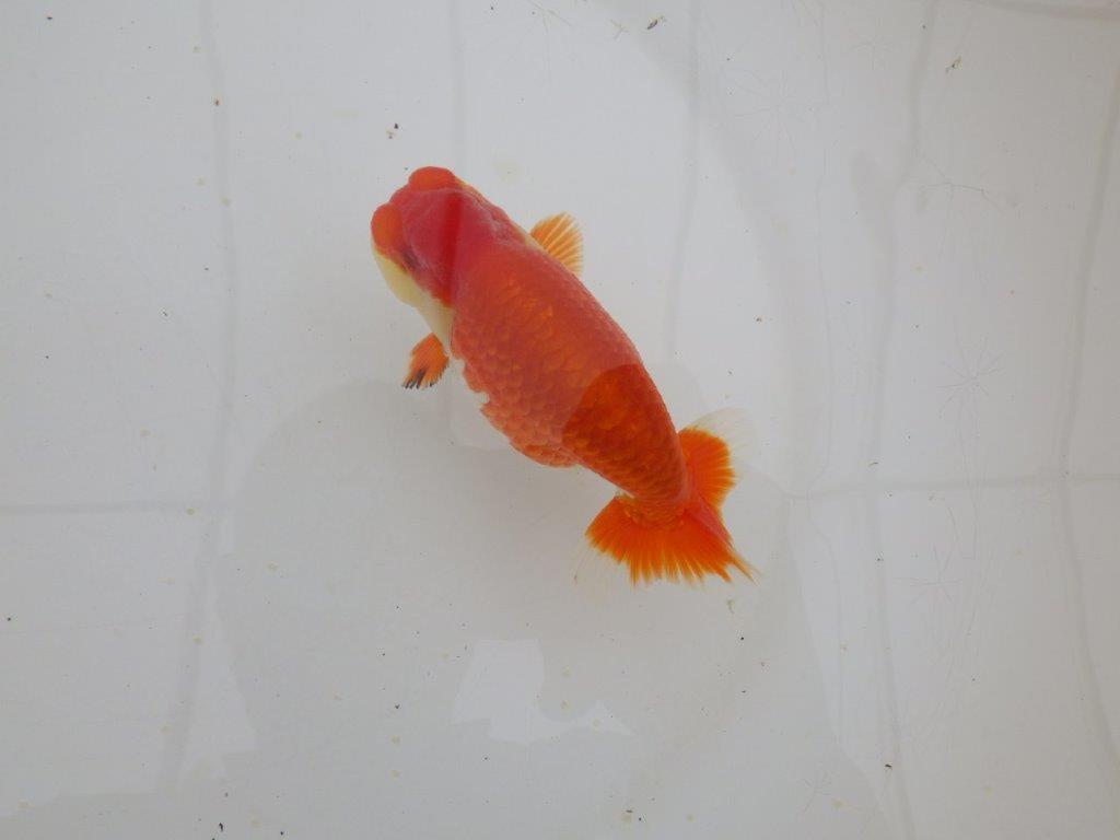 【山田芳人氏】明け二歳らんちゅう 色艶も良く綺麗な更紗でお勧め 約12,5㎝ オス