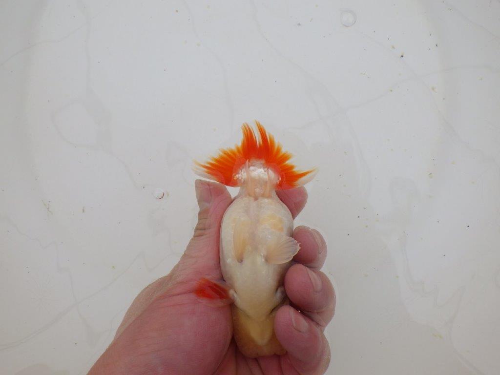 【山田芳人氏】明け二歳らんちゅう 背腰が綺麗で横見もお勧め 約12㎝ オス