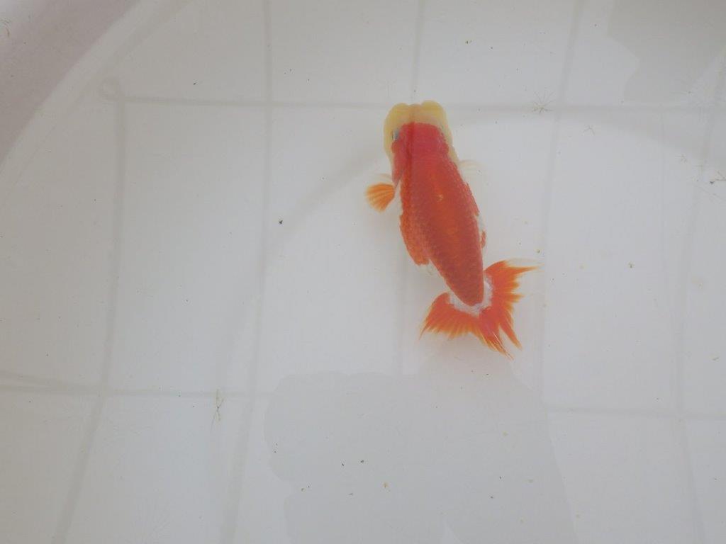 【山田芳人氏】明け二歳らんちゅう 背腰が綺麗で横見もお勧め 約12㎝ オス