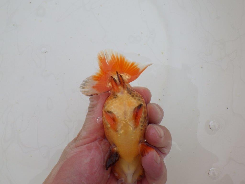 【山田芳人氏】明け二歳らんちゅう バランスが良く種にお勧め 約13㎝ オス