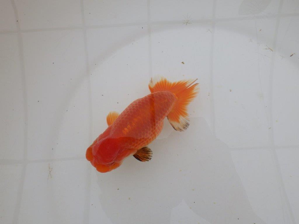 【山田芳人氏】明け二歳らんちゅう バランスが良く種にお勧め 約13㎝ オス