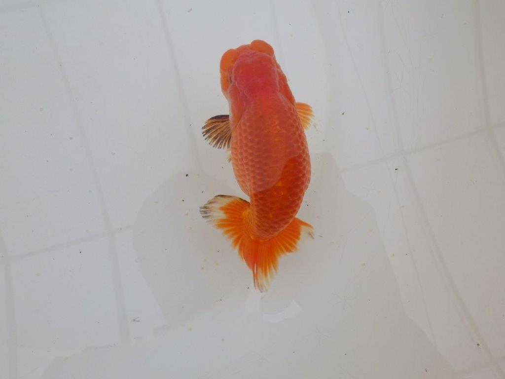 【山田芳人氏】明け二歳らんちゅう バランスが良く種にお勧め 約13㎝ オス