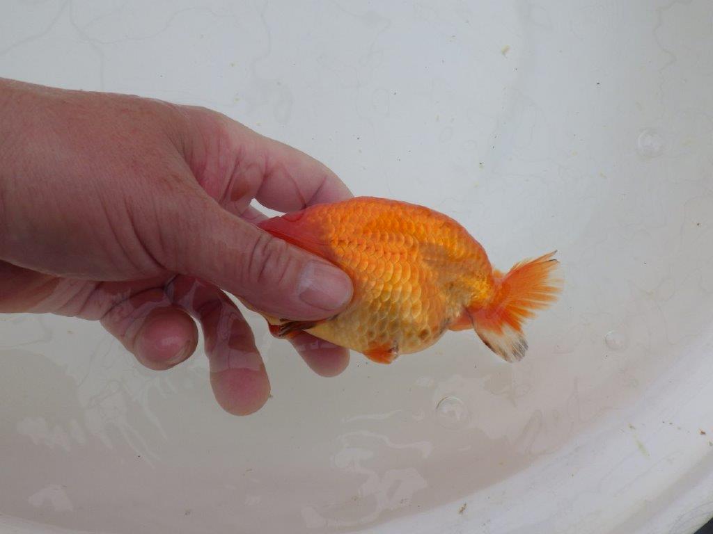 【山田芳人氏】明け二歳らんちゅう バランスが良く種にお勧め 約13㎝ オス