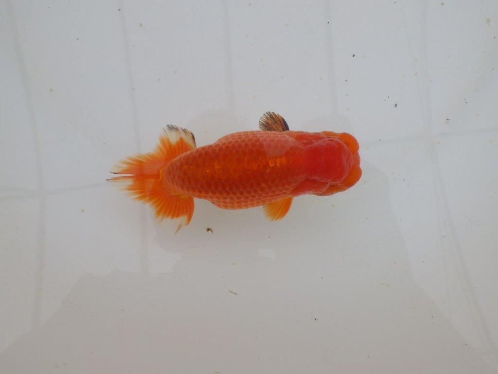 【山田芳人氏】明け二歳らんちゅう バランスが良く種にお勧め 約13㎝ オス