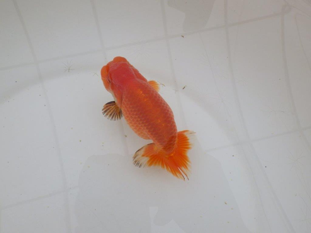 【山田芳人氏】明け二歳らんちゅう バランスが良く種にお勧め 約13㎝ オス