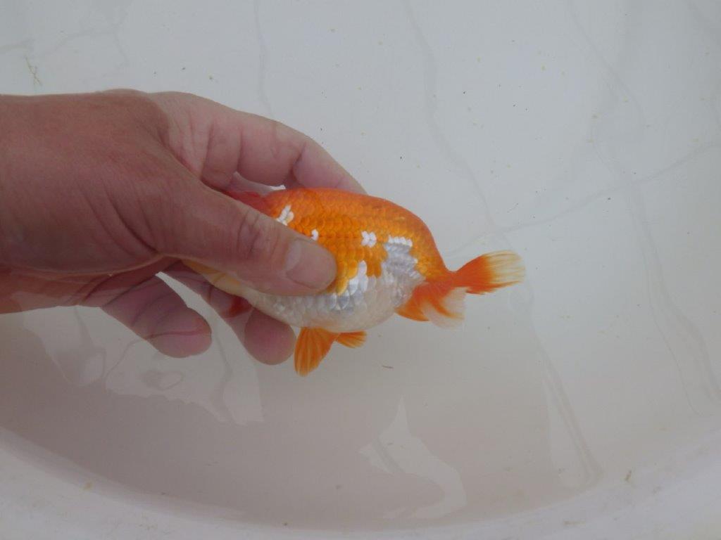 【山田芳人氏】明け二歳らんちゅう 珍しい柄でご鑑賞おすすめ 約12,5㎝ オス