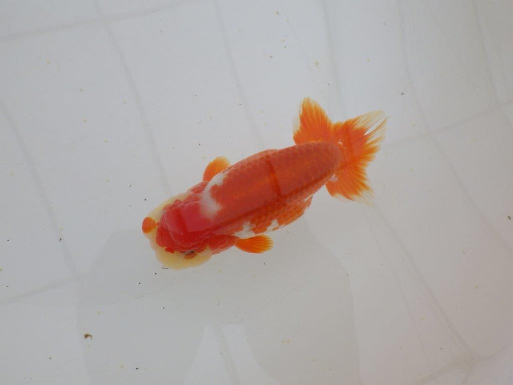 【山田芳人氏】明け二歳らんちゅう 珍しい柄でご鑑賞おすすめ 約12,5㎝ オス