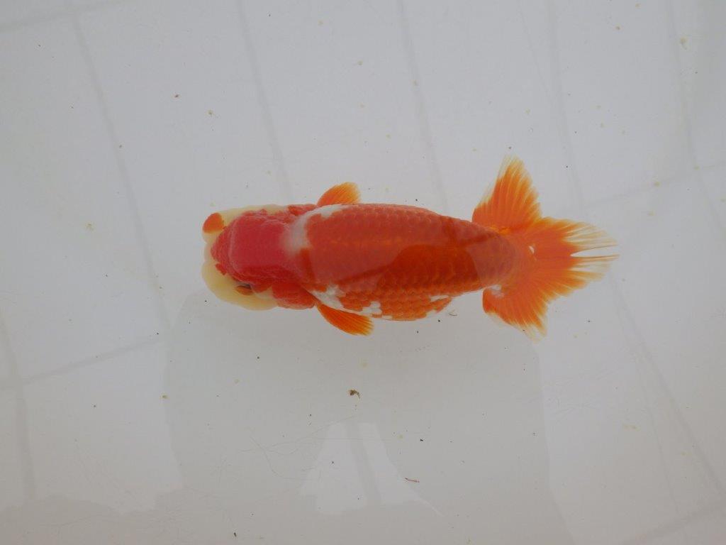 【山田芳人氏】明け二歳らんちゅう 珍しい柄でご鑑賞おすすめ 約12,5㎝ オス