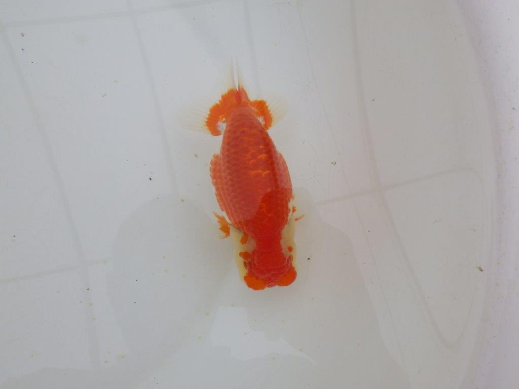 【山田芳人氏】明け二歳らんちゅう 体高があり横見が映える更紗 約12,5㎝ オス