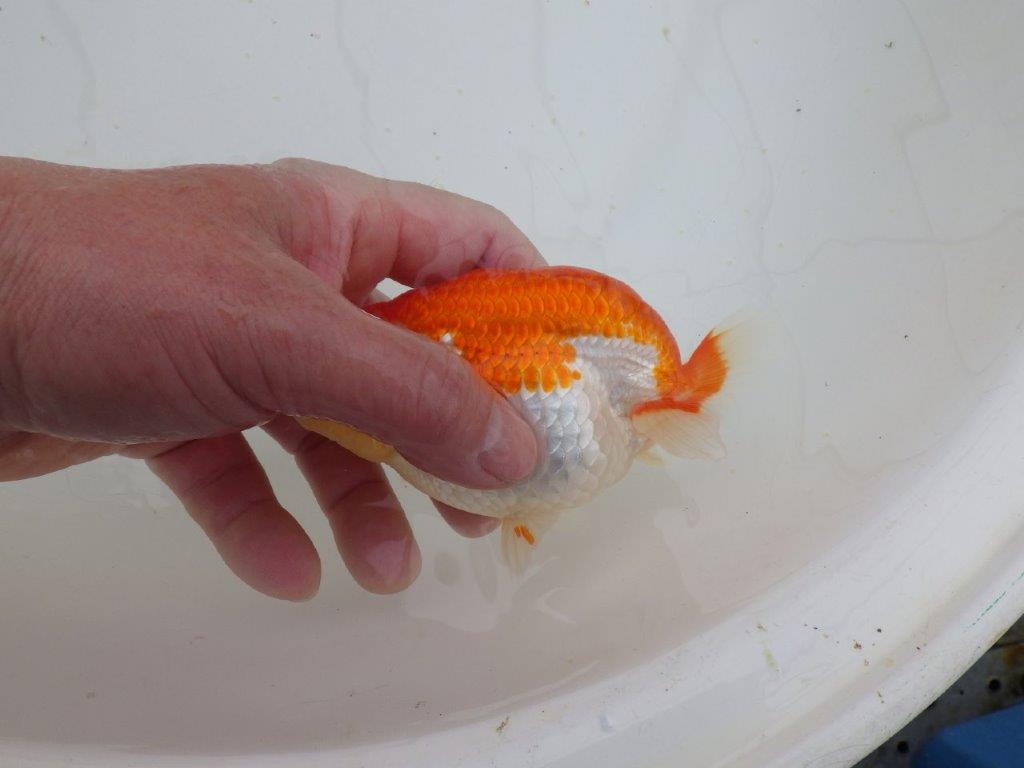 【山田芳人氏】明け二歳らんちゅう 体高があり横見が映える更紗 約12,5㎝ オス