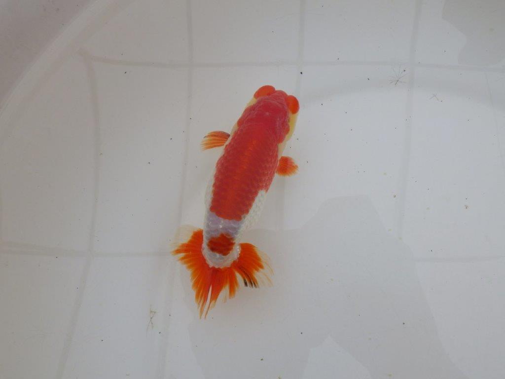 【山田芳人氏】明け二歳らんちゅう 柄良し、背も良し、頭も良し！ 約13,5㎝ オス