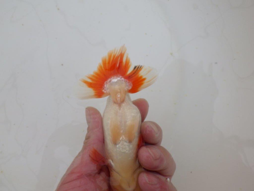 【山田芳人氏】明け二歳らんちゅう 柄良し、背も良し、頭も良し！ 約13,5㎝ オス