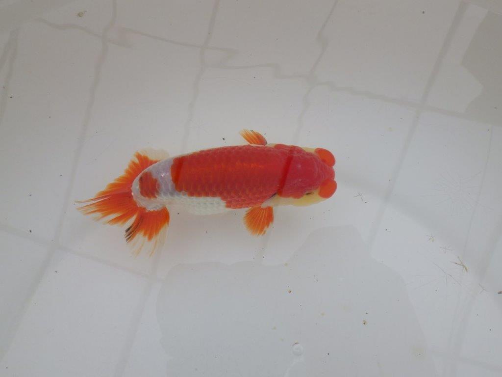 【山田芳人氏】明け二歳らんちゅう 柄良し、背も良し、頭も良し！ 約13,5㎝ オス