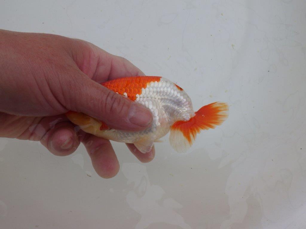 【山田芳人氏】明け二歳らんちゅう 柄良し、背も良し、頭も良し！ 約13,5㎝ オス