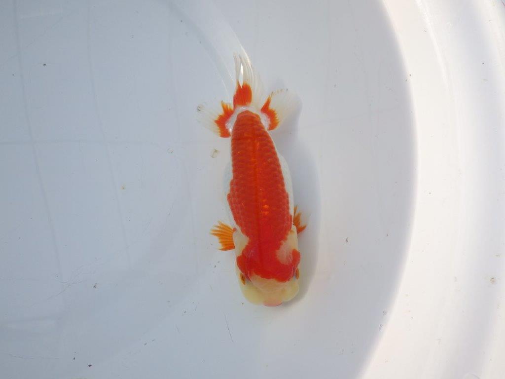 【愛知小早川義幸氏】綺麗な更紗明け二歳らんちゅう約15,5㎝メス?