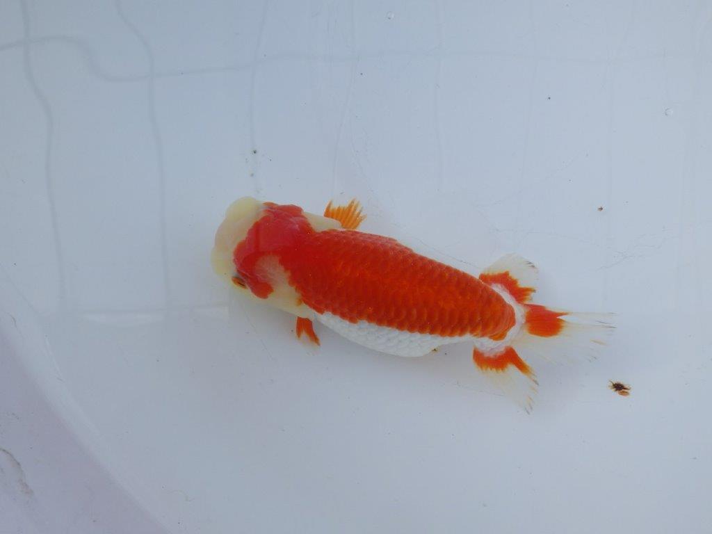 【愛知小早川義幸氏】綺麗な更紗明け二歳らんちゅう約15,5㎝メス?