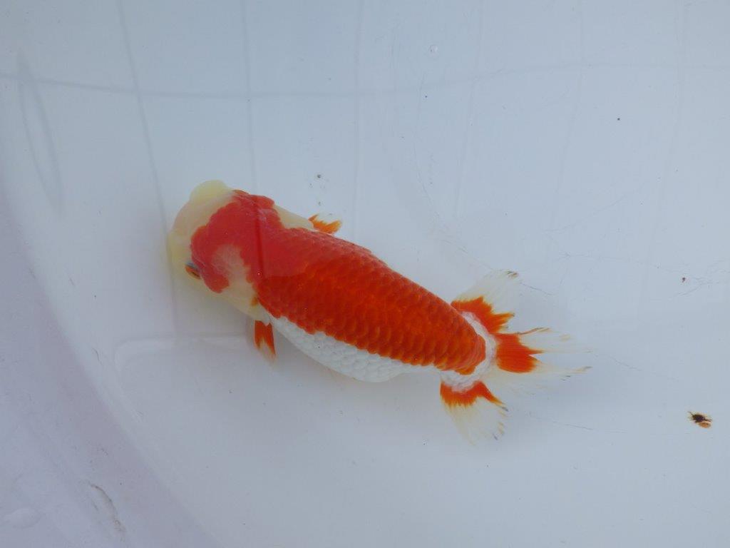 【愛知小早川義幸氏】綺麗な更紗明け二歳らんちゅう約15,5㎝メス?