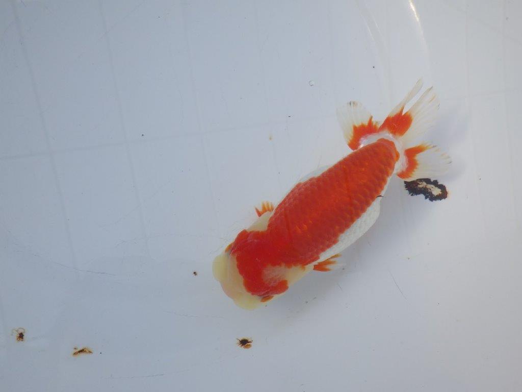 【愛知小早川義幸氏】綺麗な更紗明け二歳らんちゅう約15,5㎝メス?