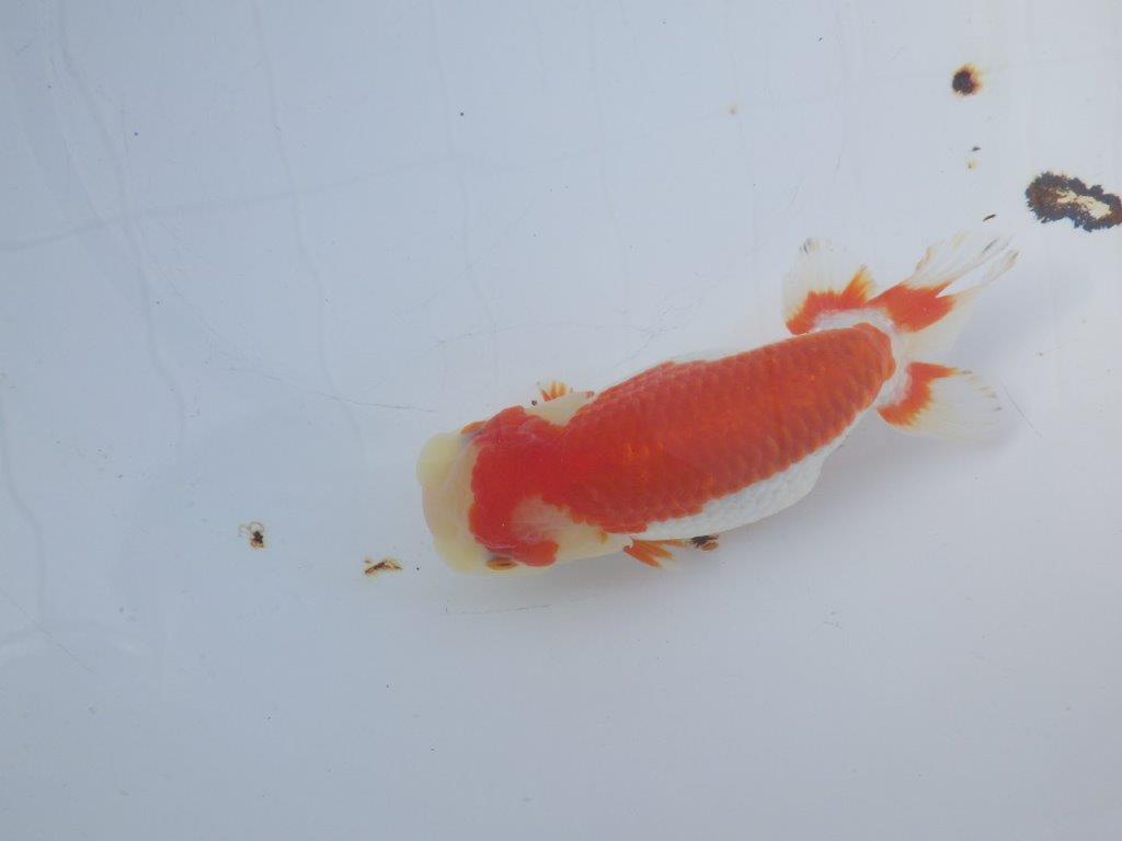 【愛知小早川義幸氏】綺麗な更紗明け二歳らんちゅう約15,5㎝メス?