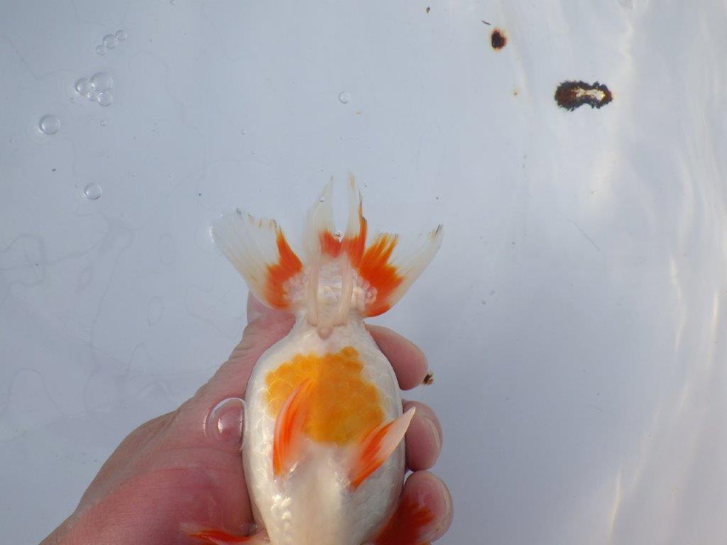 【愛知小早川義幸氏】綺麗な更紗明け二歳らんちゅう約15,5㎝メス?