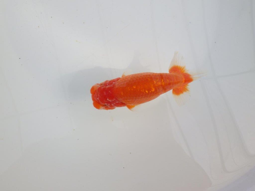 【愛知 石黒英明 氏】!種にお勧め上質系統明け二歳らんちゅう 約13㎝オス