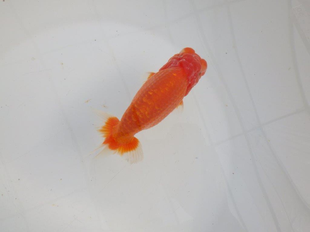 【愛知 石黒英明 氏】!種にお勧め上質系統明け二歳らんちゅう 約13㎝オス