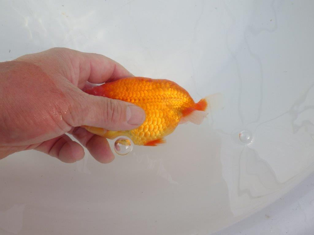 【愛知 石黒英明 氏】!種にお勧め上質系統明け二歳らんちゅう 約13㎝オス