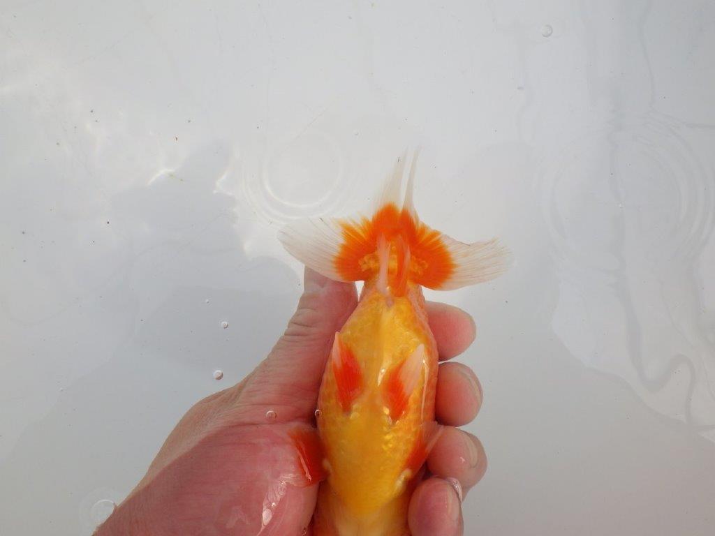 【愛知 石黒英明 氏】!種にお勧め上質系統明け二歳らんちゅう 約13㎝オス