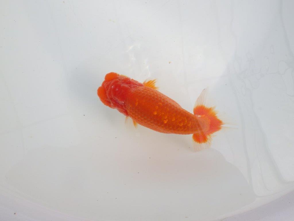 【愛知 石黒英明 氏】次世代につなげたい尾の雰囲気！明け二歳らんちゅう約14,5㎝オス