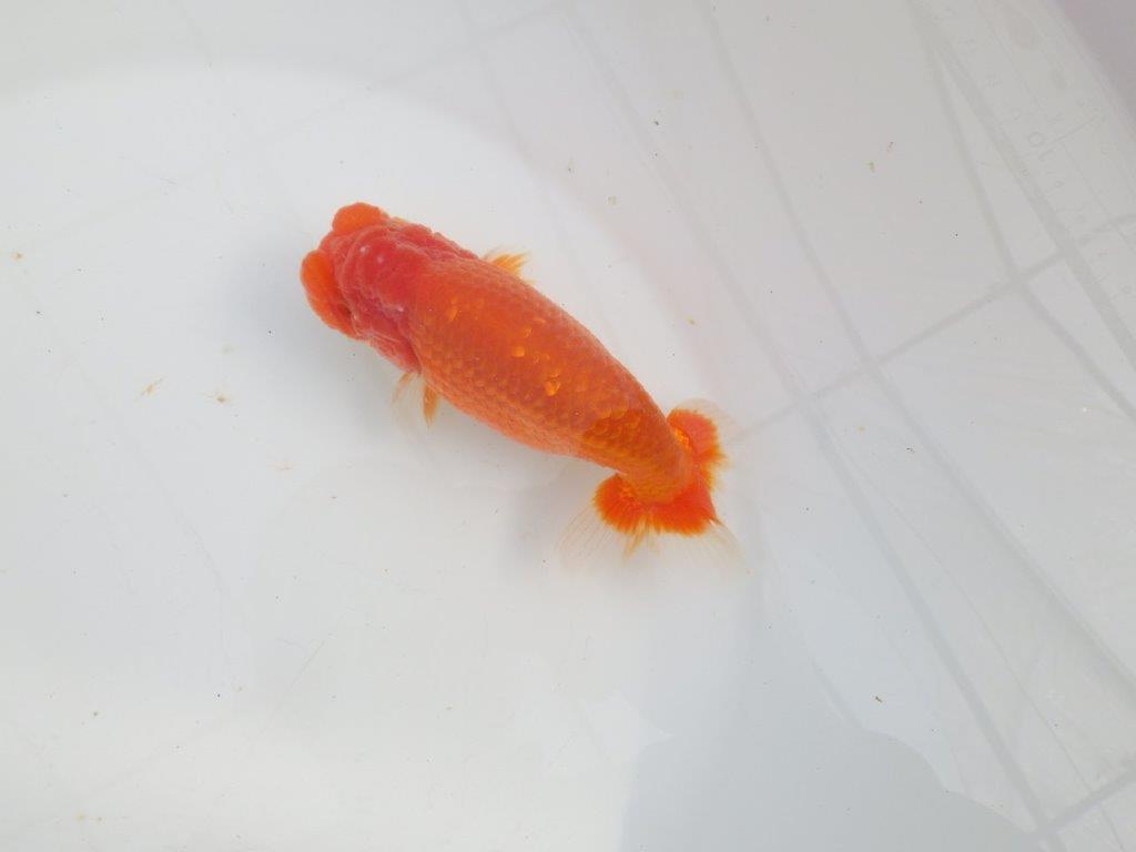 【愛知 石黒英明 氏】次世代につなげたい尾の雰囲気！明け二歳らんちゅう約14,5㎝オス