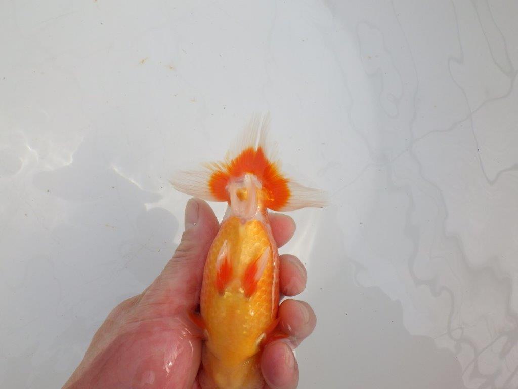 【愛知 石黒英明 氏】次世代につなげたい尾の雰囲気！明け二歳らんちゅう約14,5㎝オス