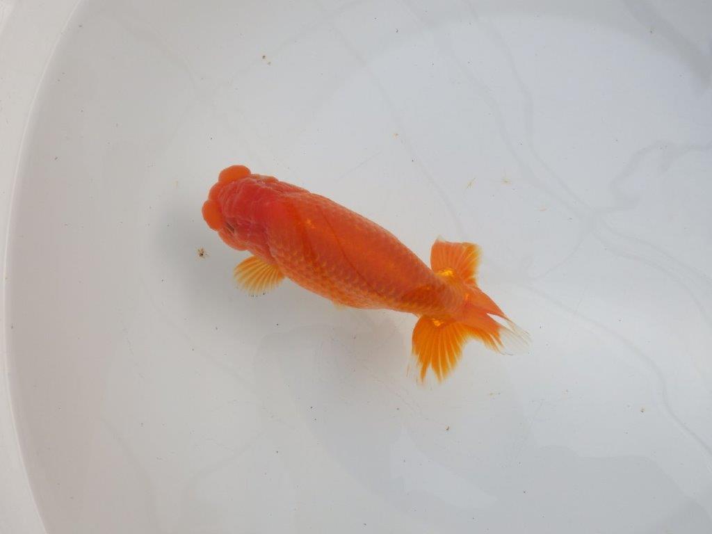 【愛知石黒英明氏】背なりが美しく派手な尾の明け二歳らんちゅう約16cmオス