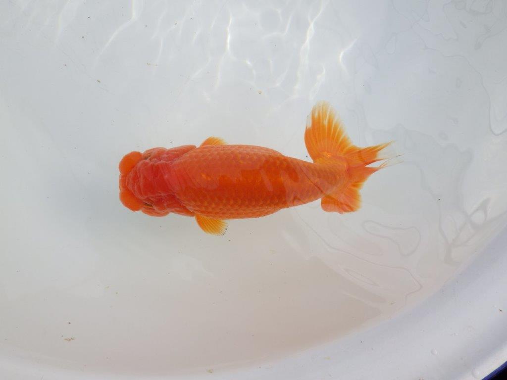 【愛知石黒英明氏】背なりが美しく派手な尾の明け二歳らんちゅう約16cmオス