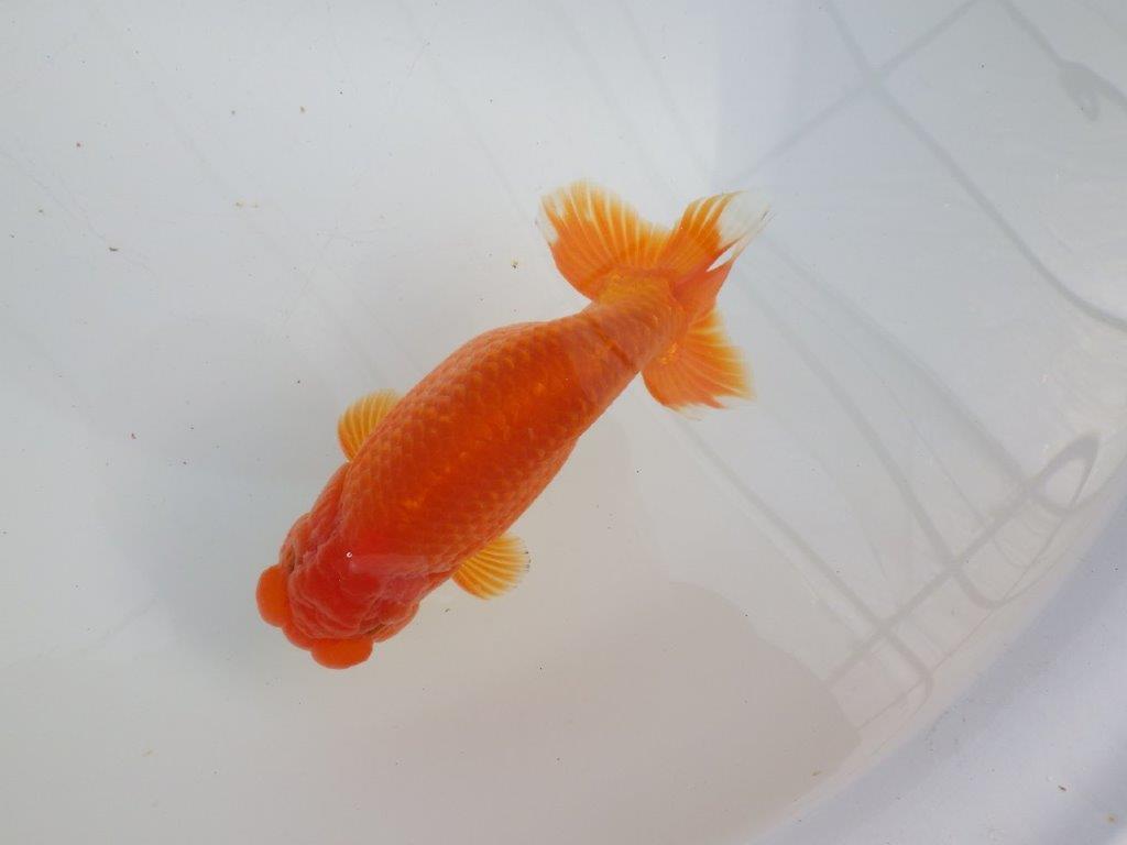 【愛知石黒英明氏】背なりが美しく派手な尾の明け二歳らんちゅう約16cmオス