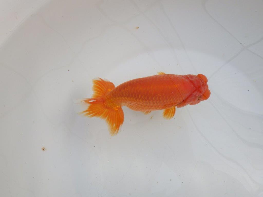 【愛知石黒英明氏】背なりが美しく派手な尾の明け二歳らんちゅう約16cmオス