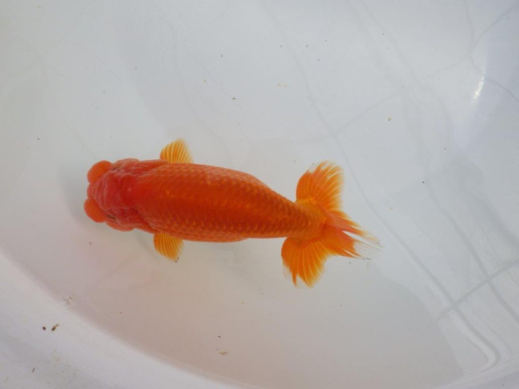 【愛知石黒英明氏】背なりが美しく派手な尾の明け二歳らんちゅう約16cmオスの上身