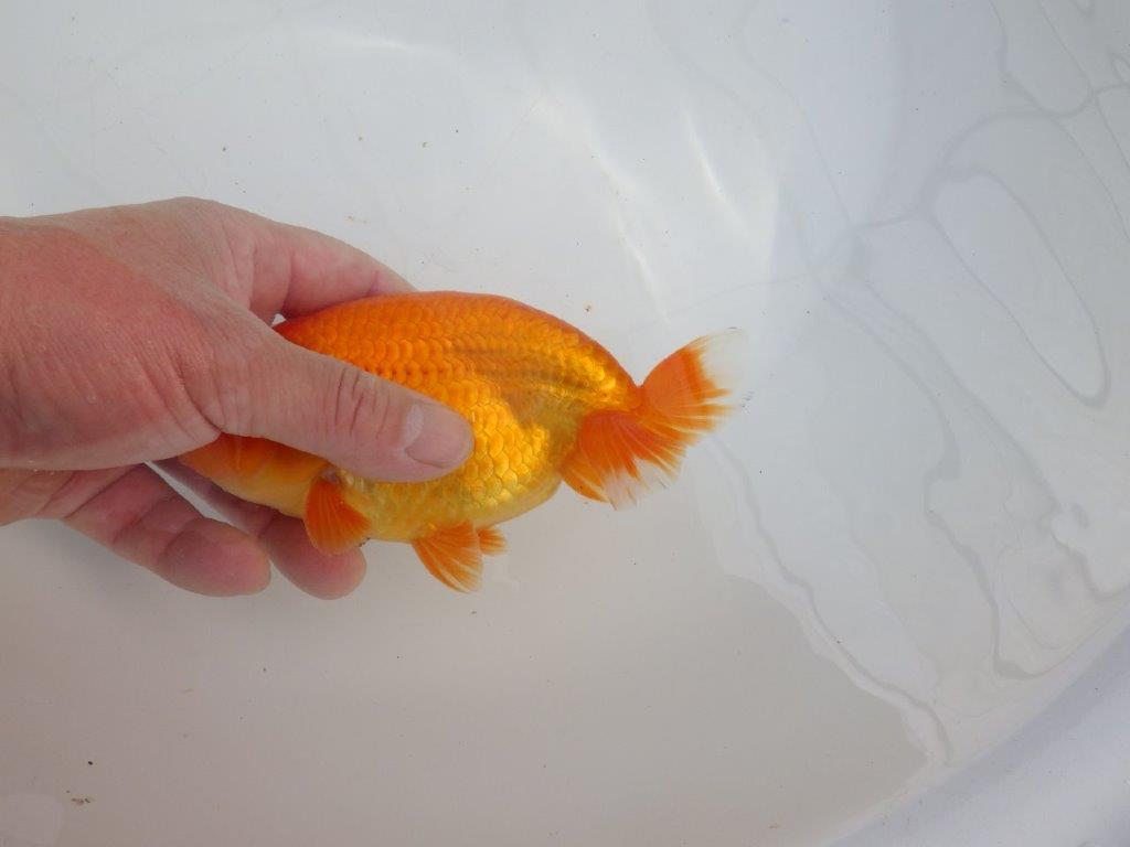 【愛知石黒英明氏】背なりが美しく派手な尾の明け二歳らんちゅう約16cmオス