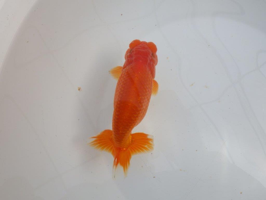 【愛知石黒英明氏】背なりが美しく派手な尾の明け二歳らんちゅう約16cmオス