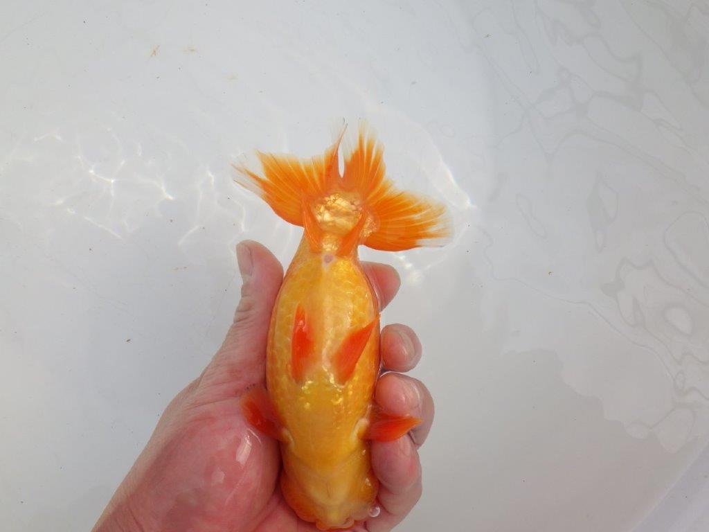 【愛知石黒英明氏】背なりが美しく派手な尾の明け二歳らんちゅう約16cmオス