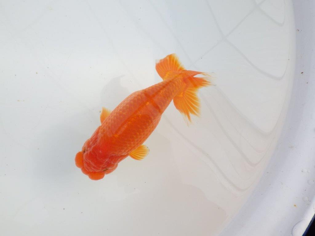 【愛知石黒英明氏】背なりが美しく派手な尾の明け二歳らんちゅう約16cmオス