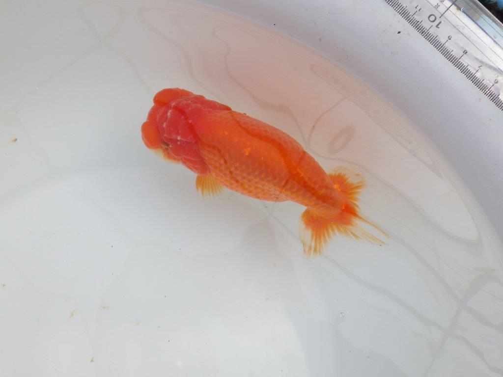 【愛知石黒英明氏】目幅のある頭で背なりも綺麗な明け二歳らんちゅう約16cmメス?